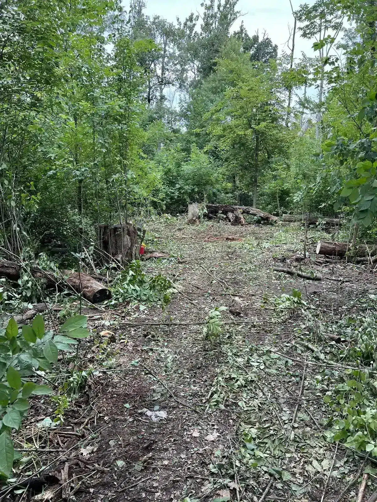 Wooded lot cleared of brush and saplings, logs stacked in Carmel, IN