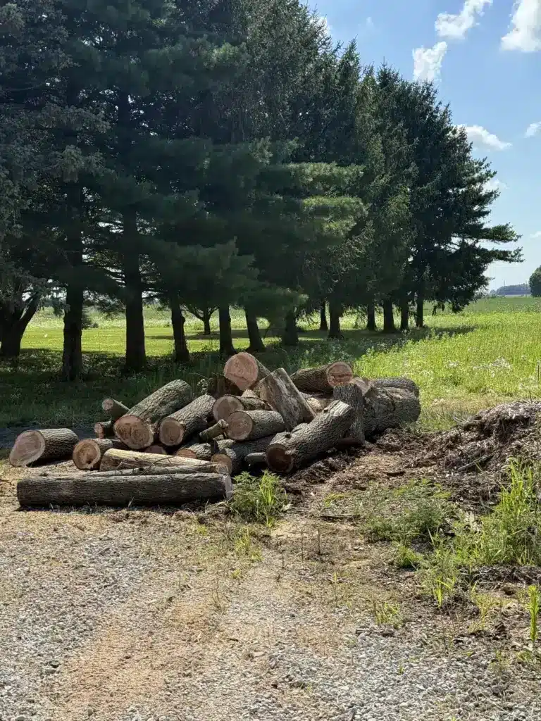 Log pile stacked along a gravel drive for haul-away in Carmel, IN