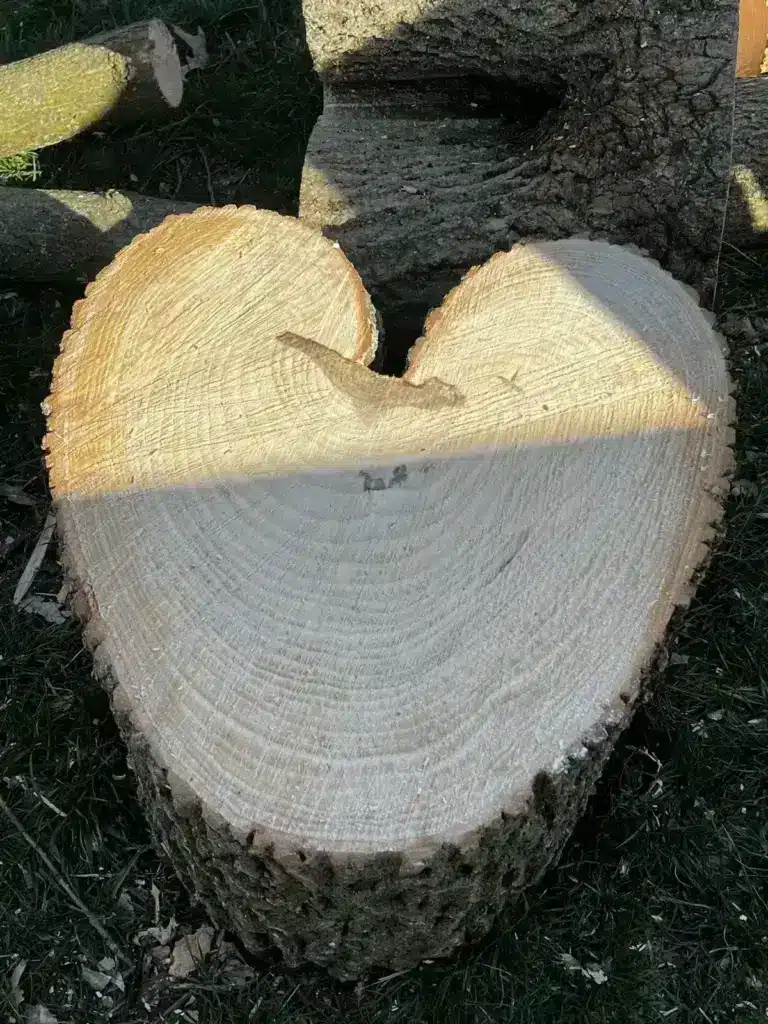 Fresh-cut log rounds available as free firewood in Carmel, IN