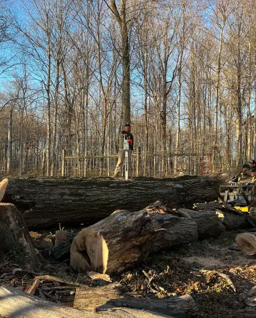 Crew member standing on a massive felled trunk on a cleared lot in Carmel, IN