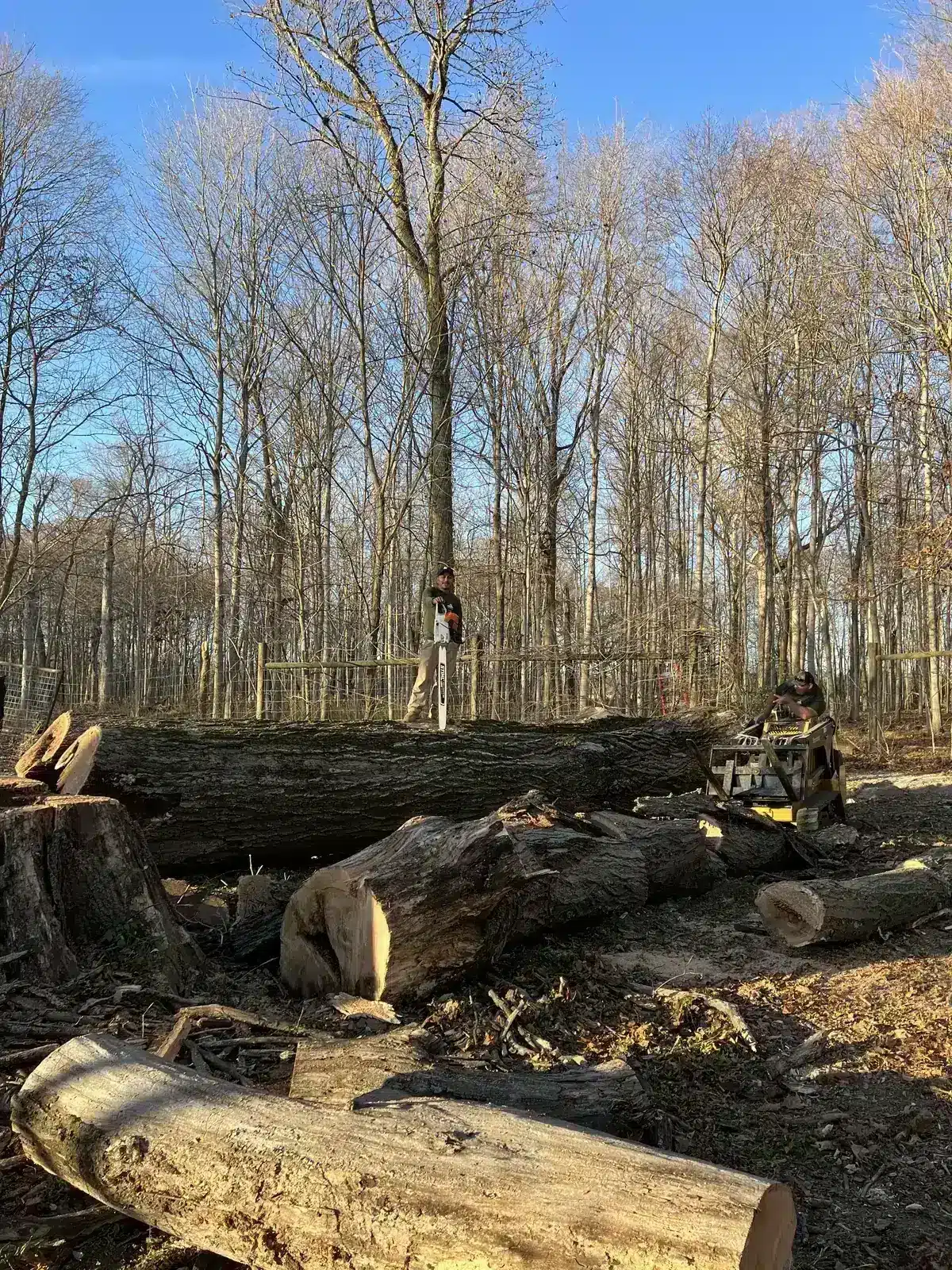 Massive felled log on a cleared lot, serving Sheridan, IN