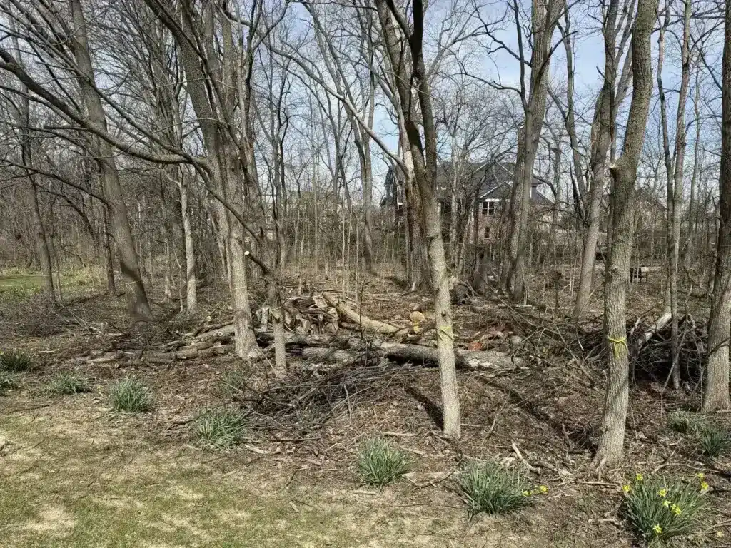 Wooded lot cleared of brush and understory