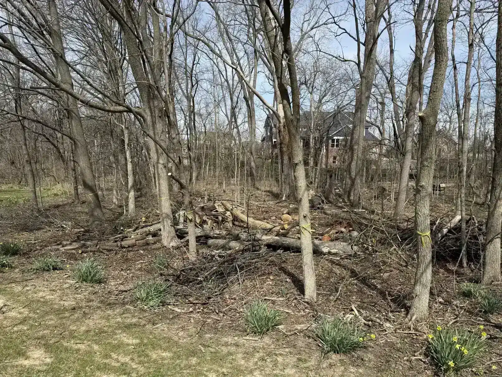 Wooded lot cleared of brush and understory, serving Sheridan, IN