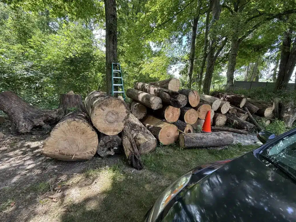 Logs stacked under the trees after clearing in Carmel, IN