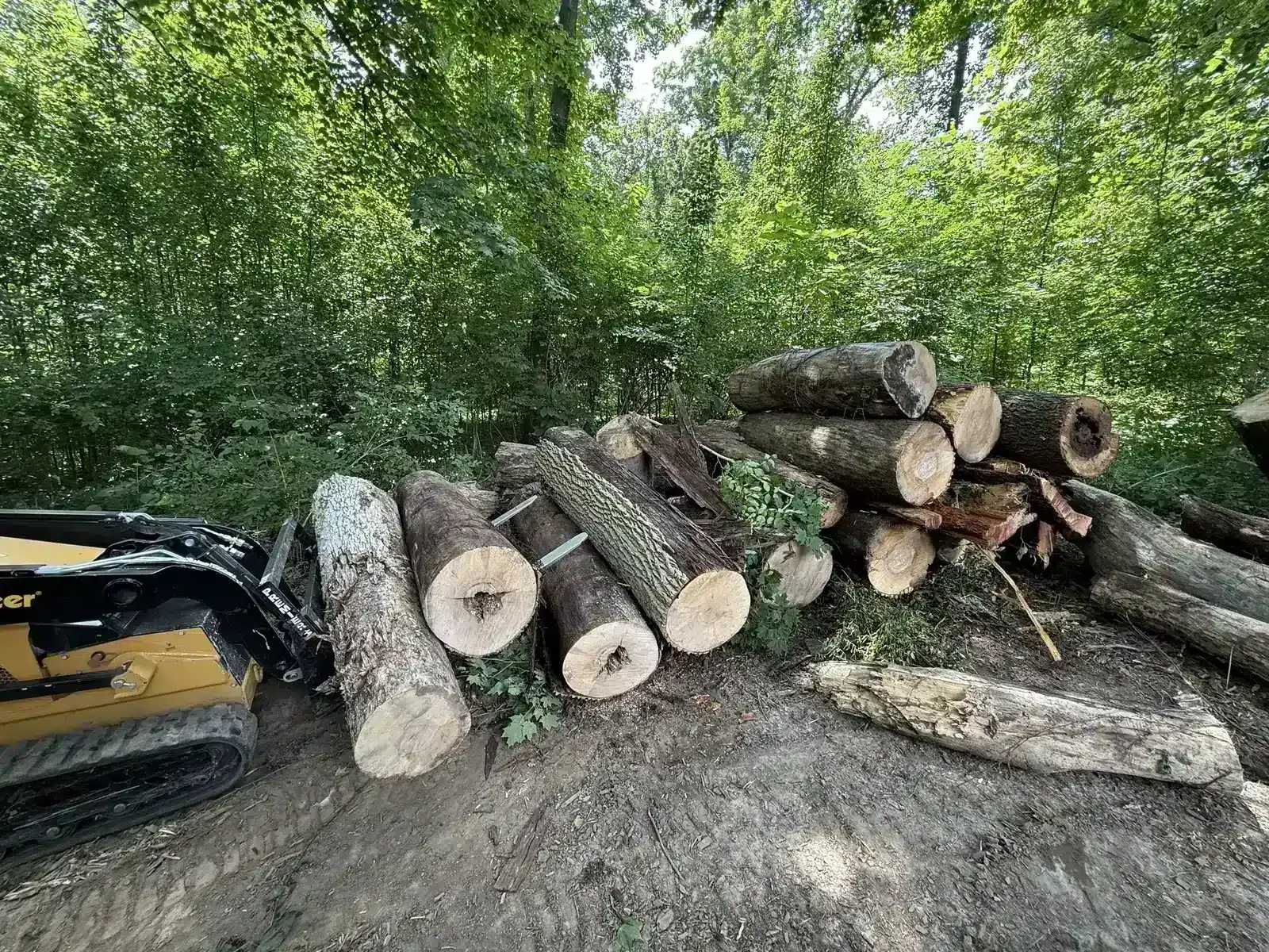 Logs stacked after clearing in Carmel, IN