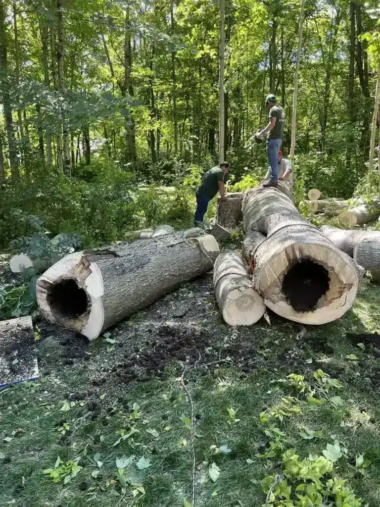 Cut trunk sections on a wooded lot in Carmel, IN