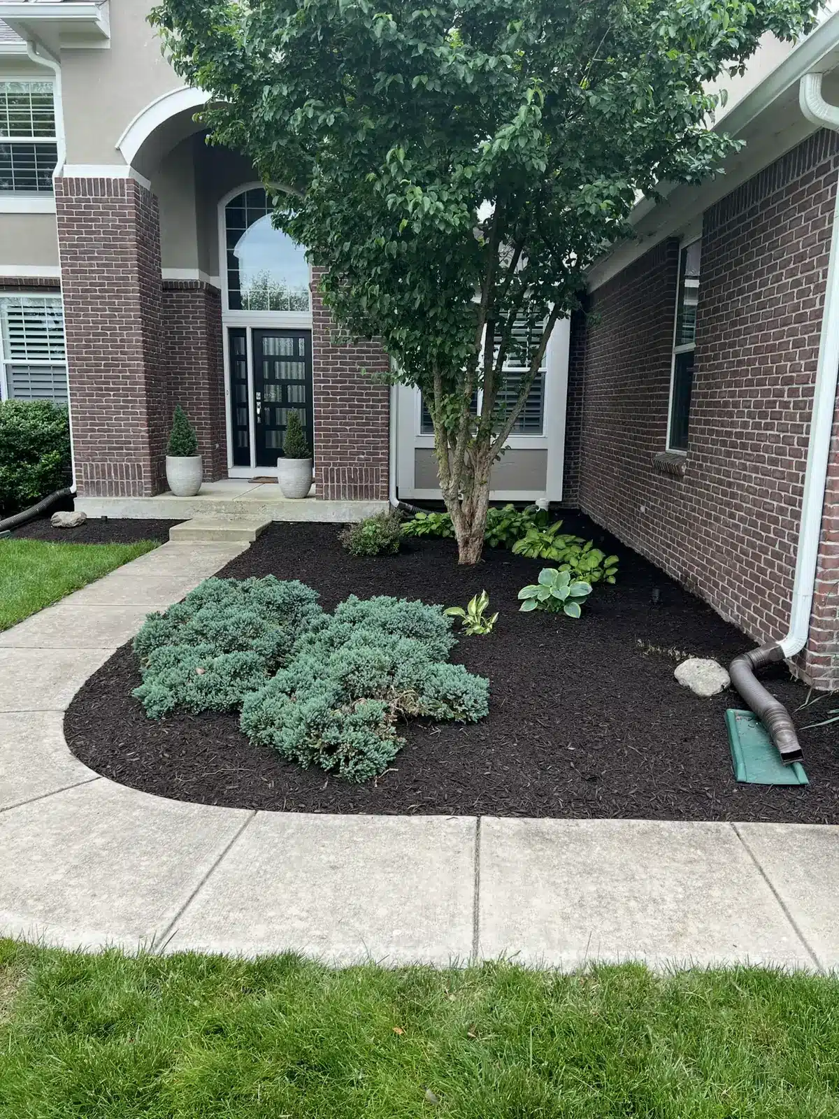 Front bed mulched around a tree with hostas and shrubs, serving Nora, IN