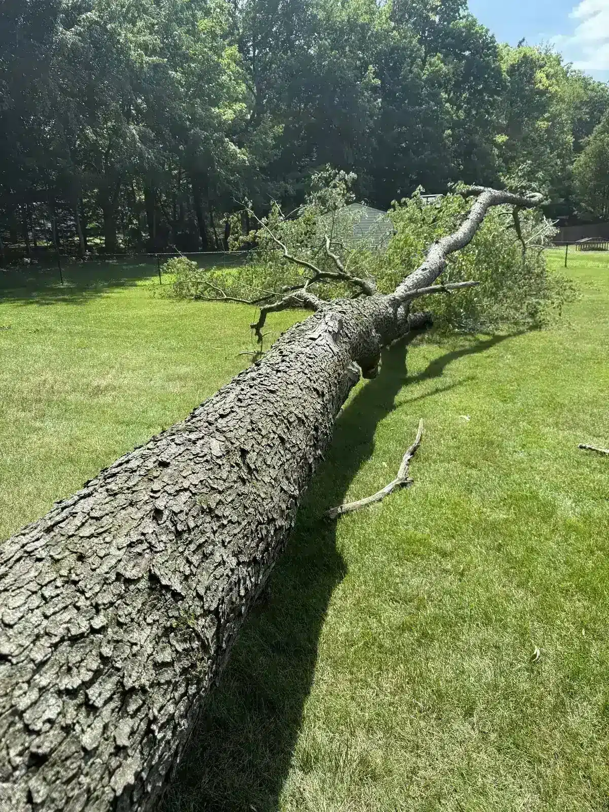 Large tree felled across a Carmel lawn before sectioning
