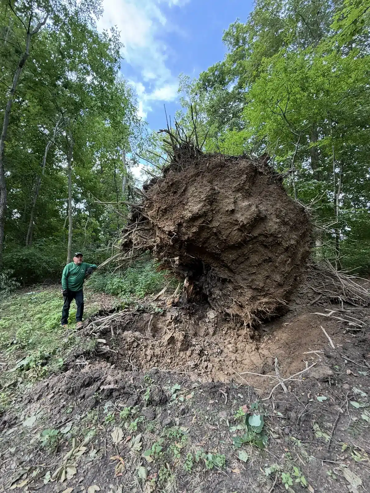 Crew member beside a massive uprooted root ball, serving Rocky Ripple, IN