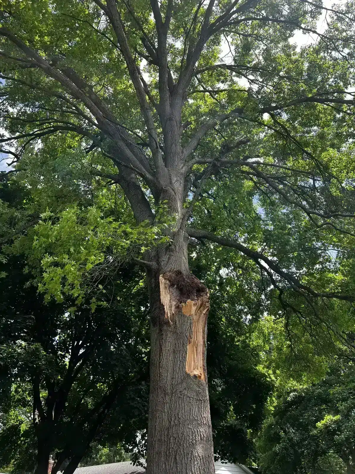 Split limb hanging in a mature oak in Carmel, IN