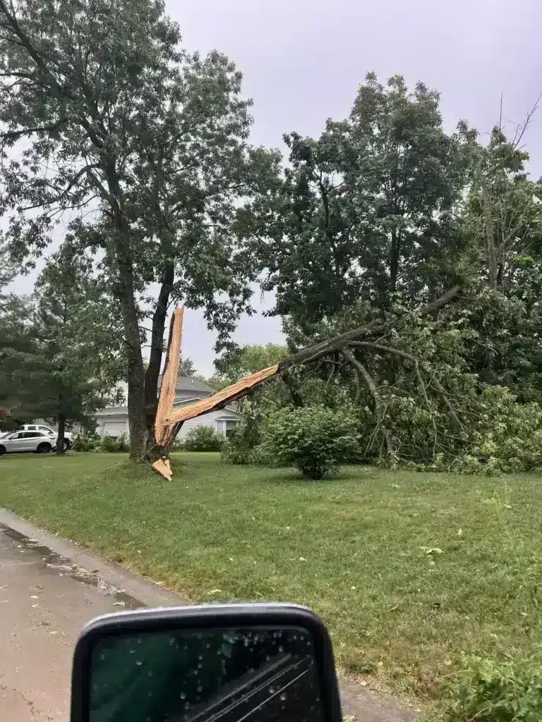 Storm-snapped tree down in a yard