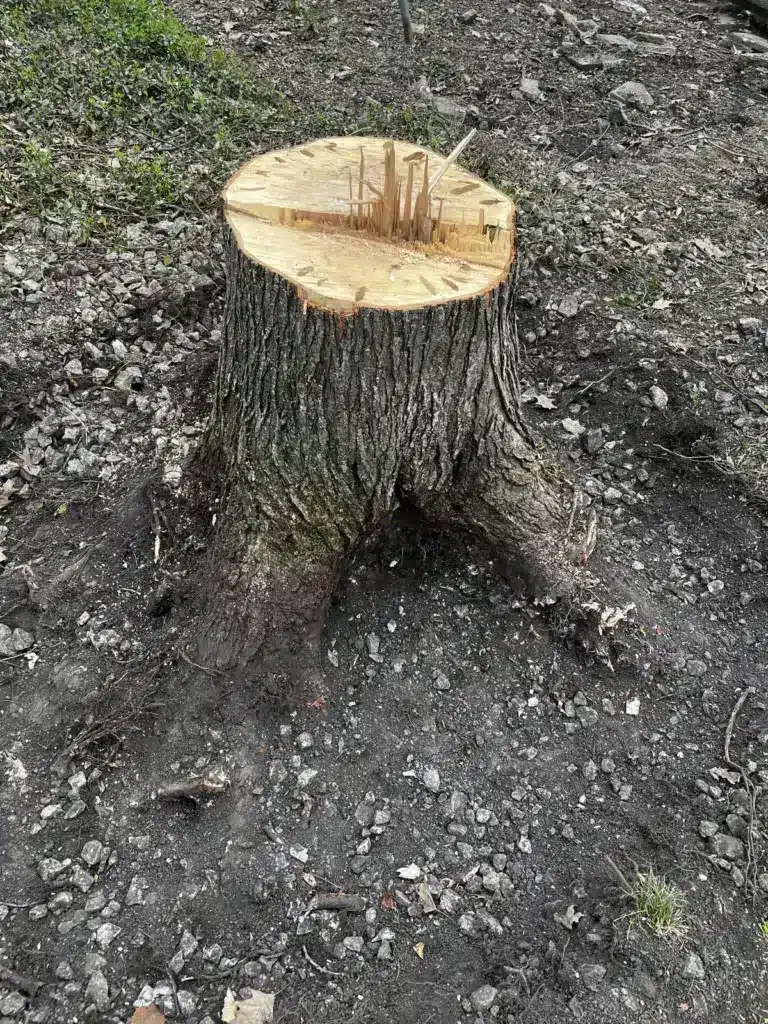 Tree stump left after removal in Carmel, IN