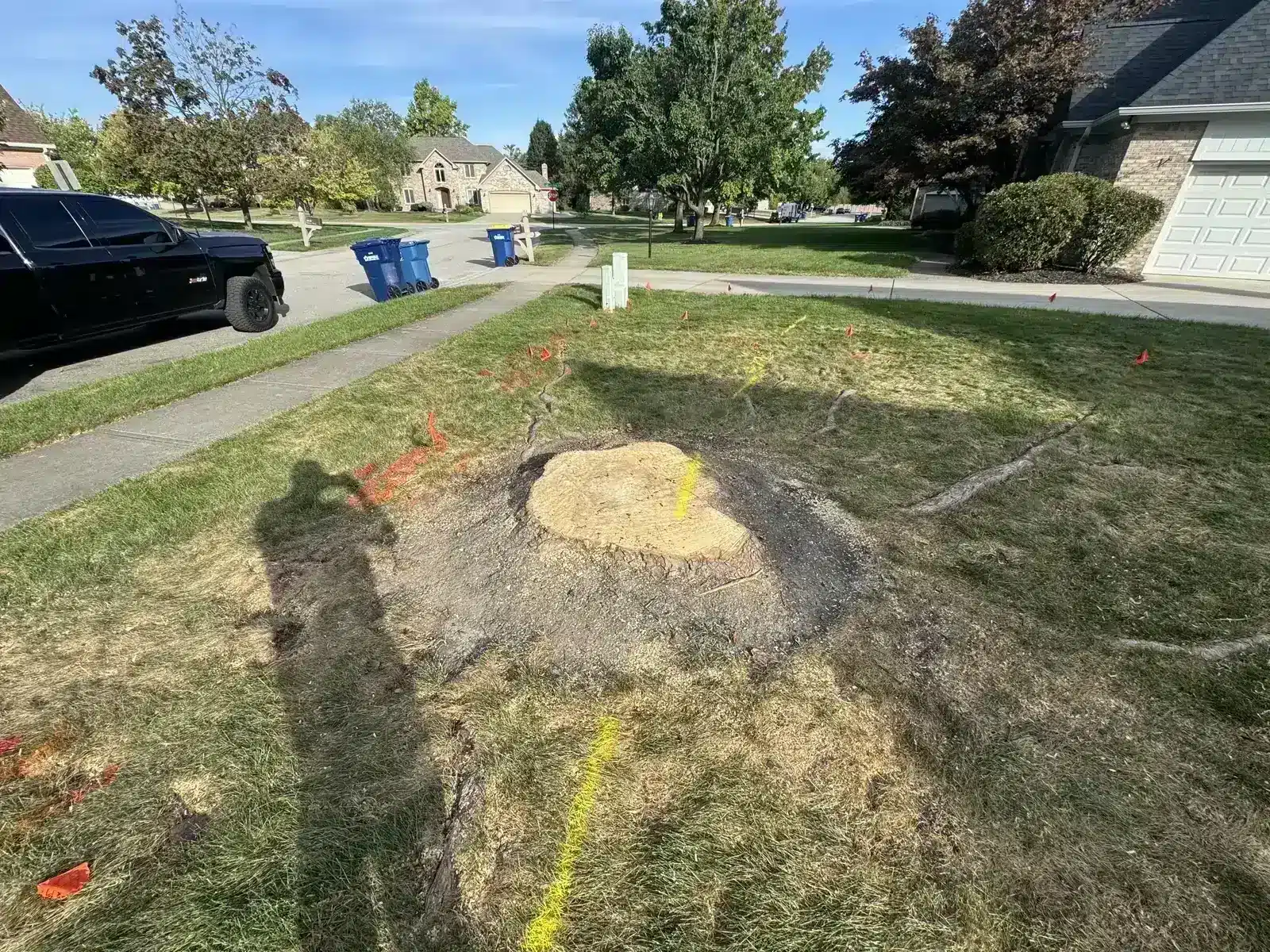 Flush-cut stump with utility lines marked by 811 before grinding, serving Speedway, IN