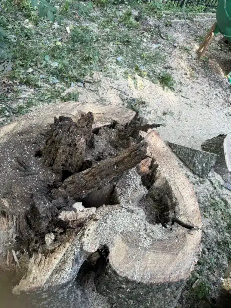 Rotted, hollow stump before grinding in Carmel, IN