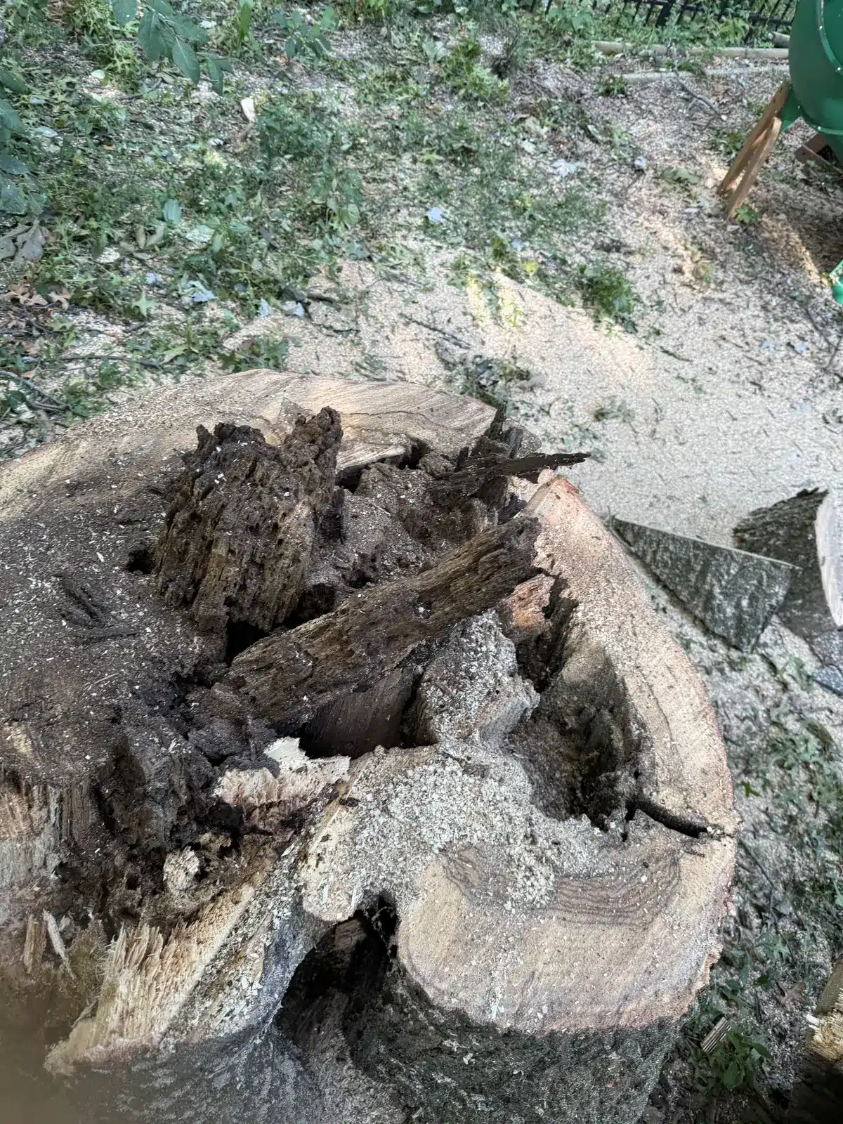 Rotted, hollow stump before grinding, serving Meridian Hills, IN