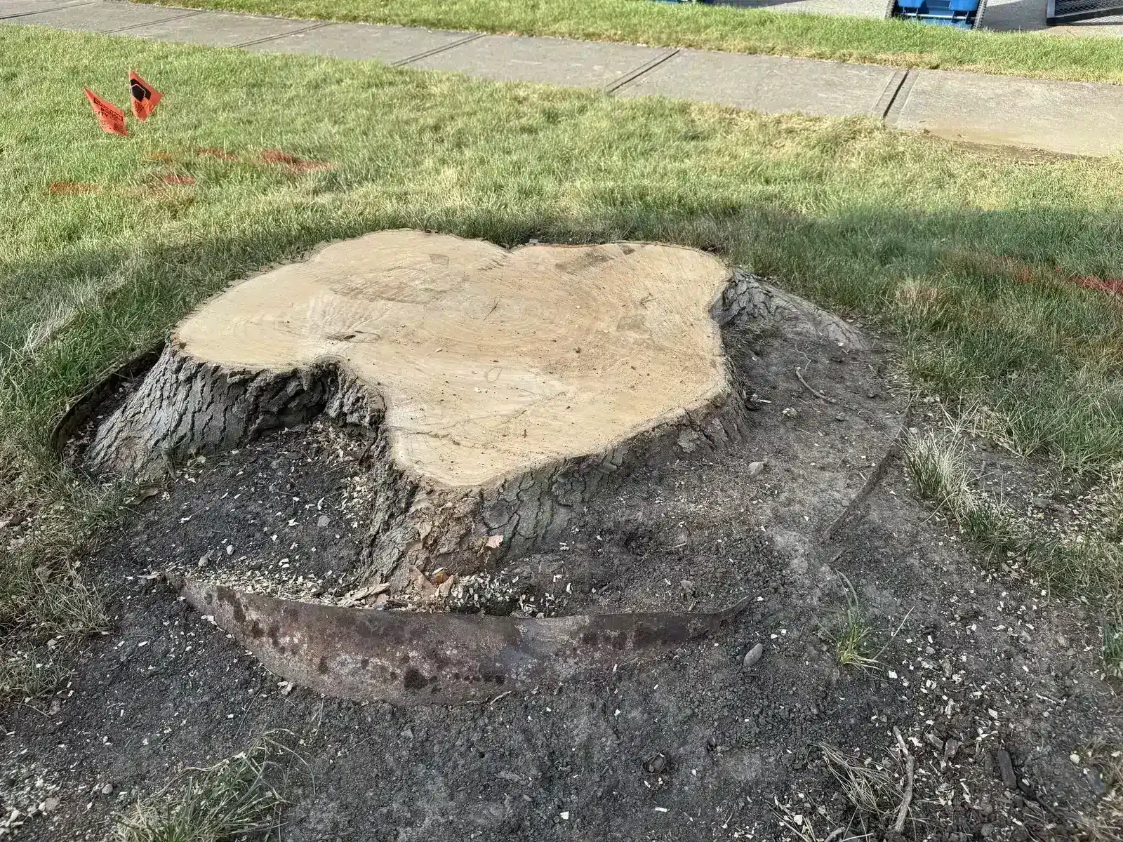 Large-diameter stump before grinding, serving Nora, IN