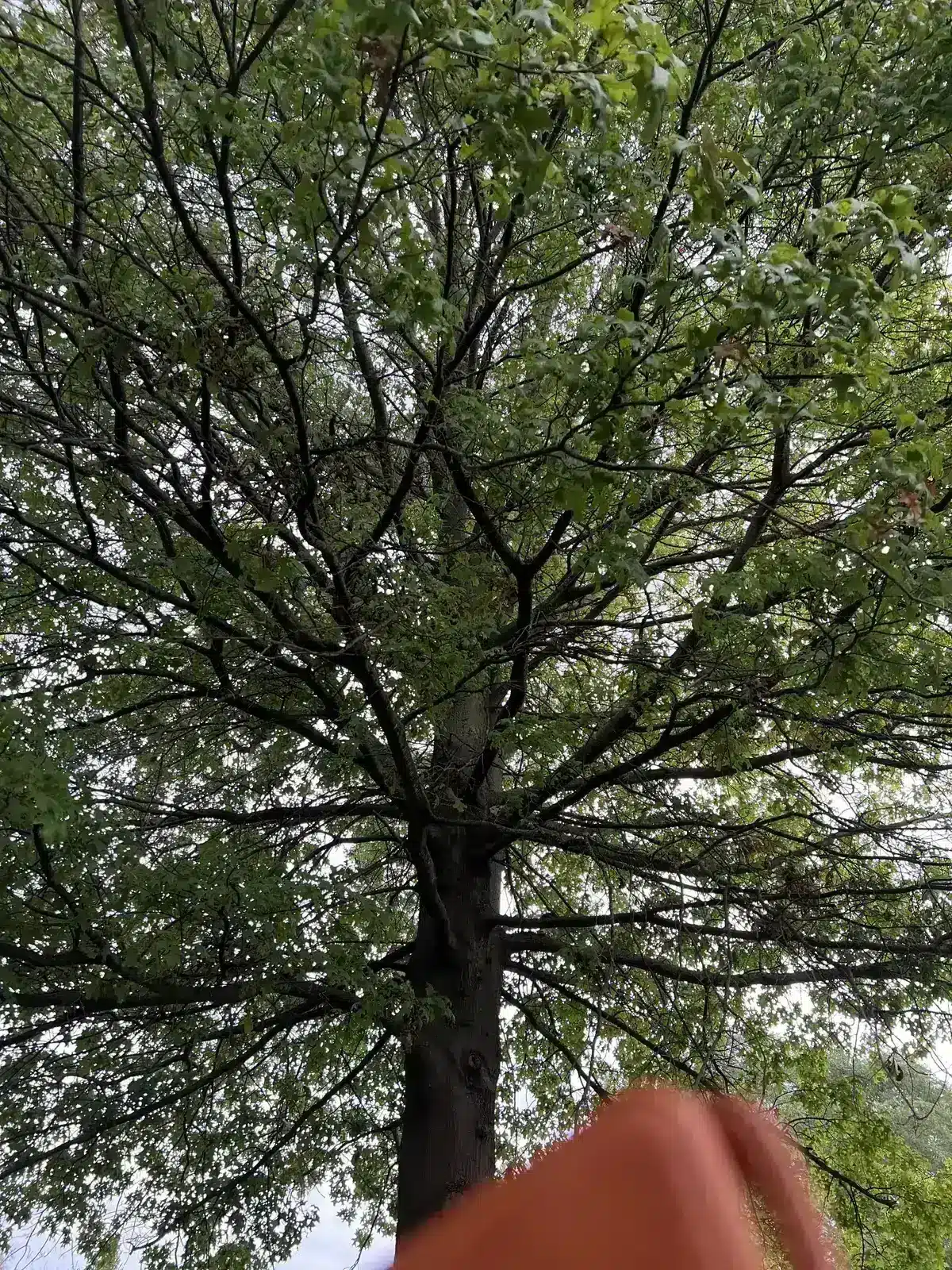 Dense canopy before thinning in Carmel, IN