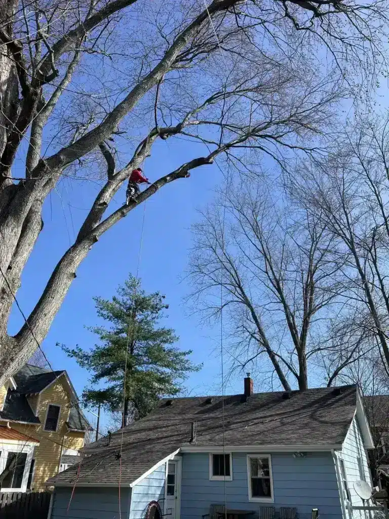 Climber trimming a mature tree above a home