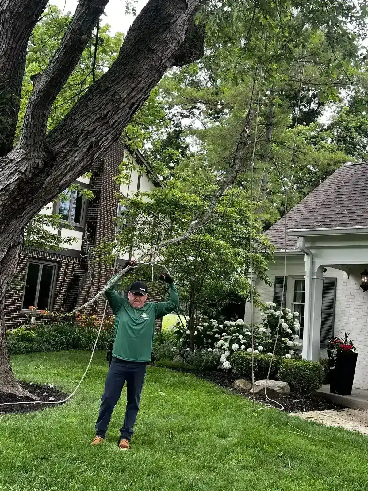 Rigging a low limb before trimming in Carmel, IN