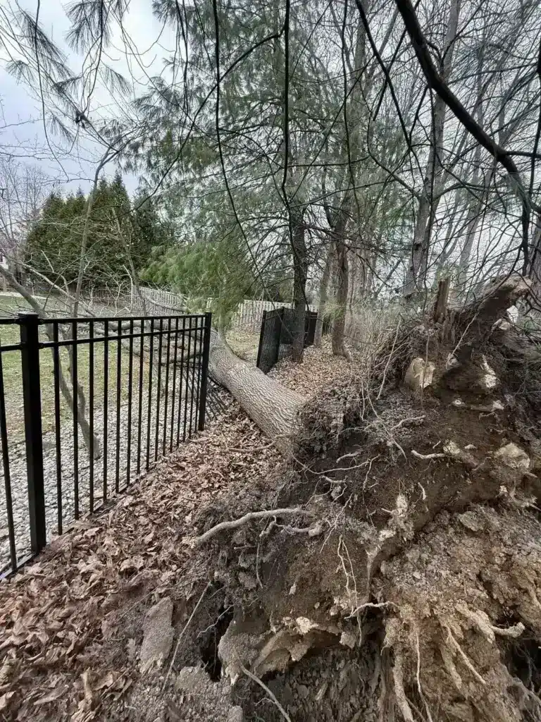Storm-toppled tree resting on an iron fence in Carmel, IN
