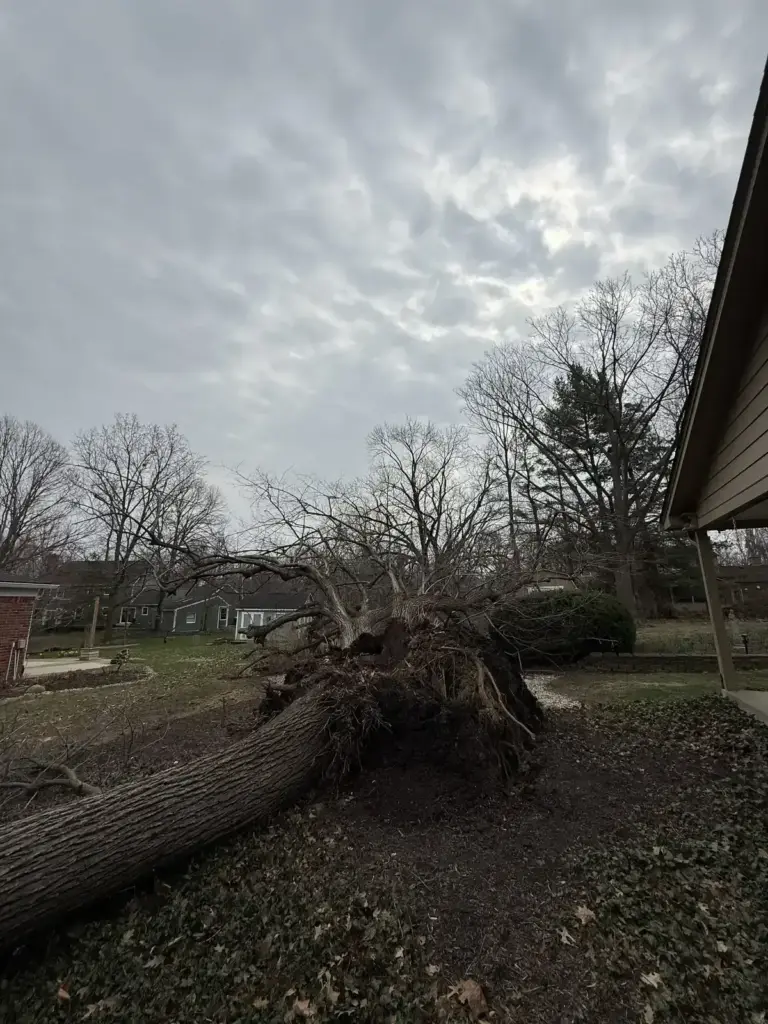 Tree uprooted next to a home after high winds in Carmel, IN