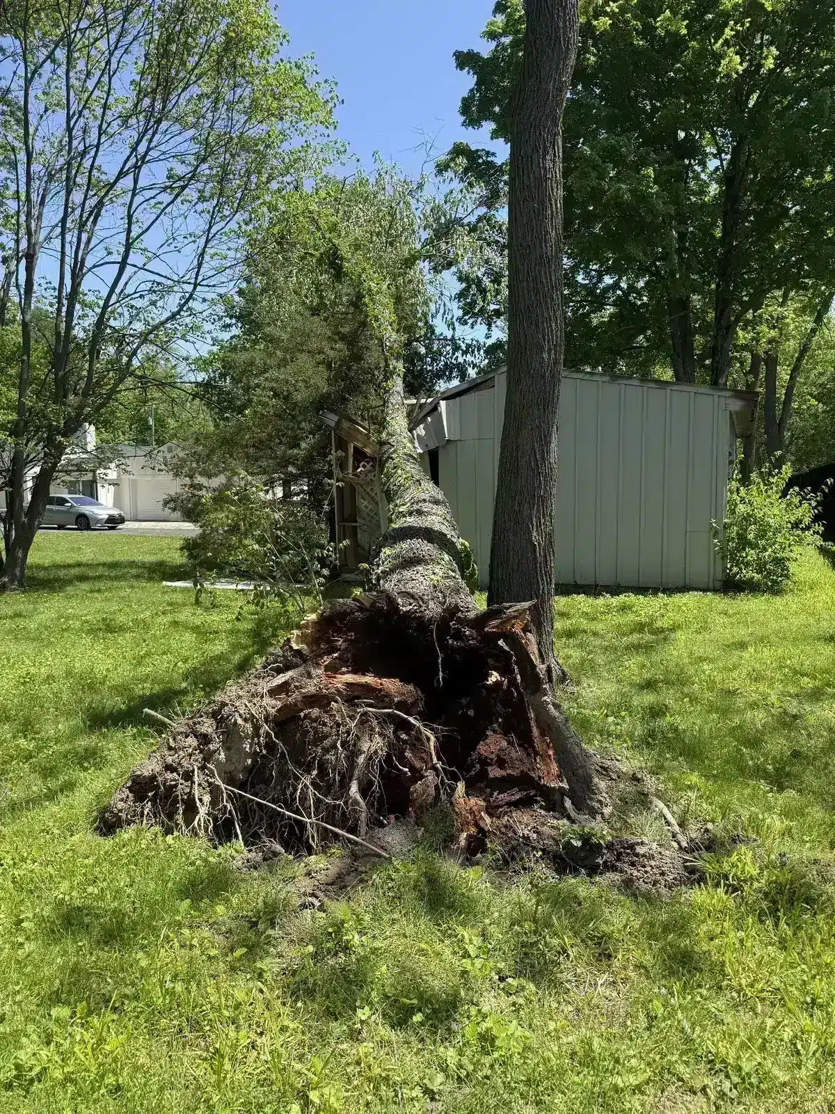 Uprooted tree beside a backyard shed in Carmel, IN